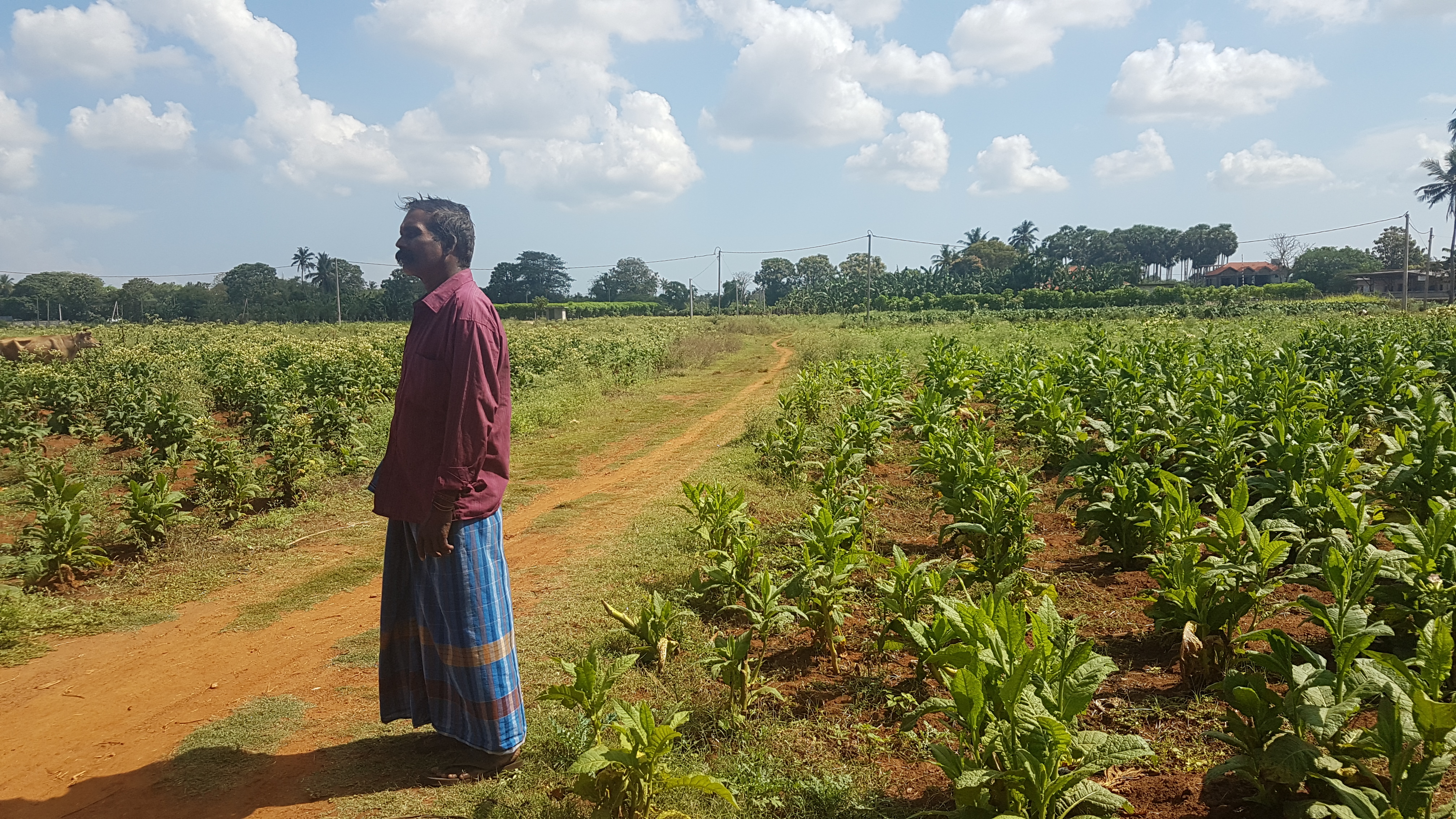 “At least during the war, we had a constant supply of fertiliser. The Agriculture offices in Vavuniya sent us the fertiliser regularly, so we were able to keep cultivating.”