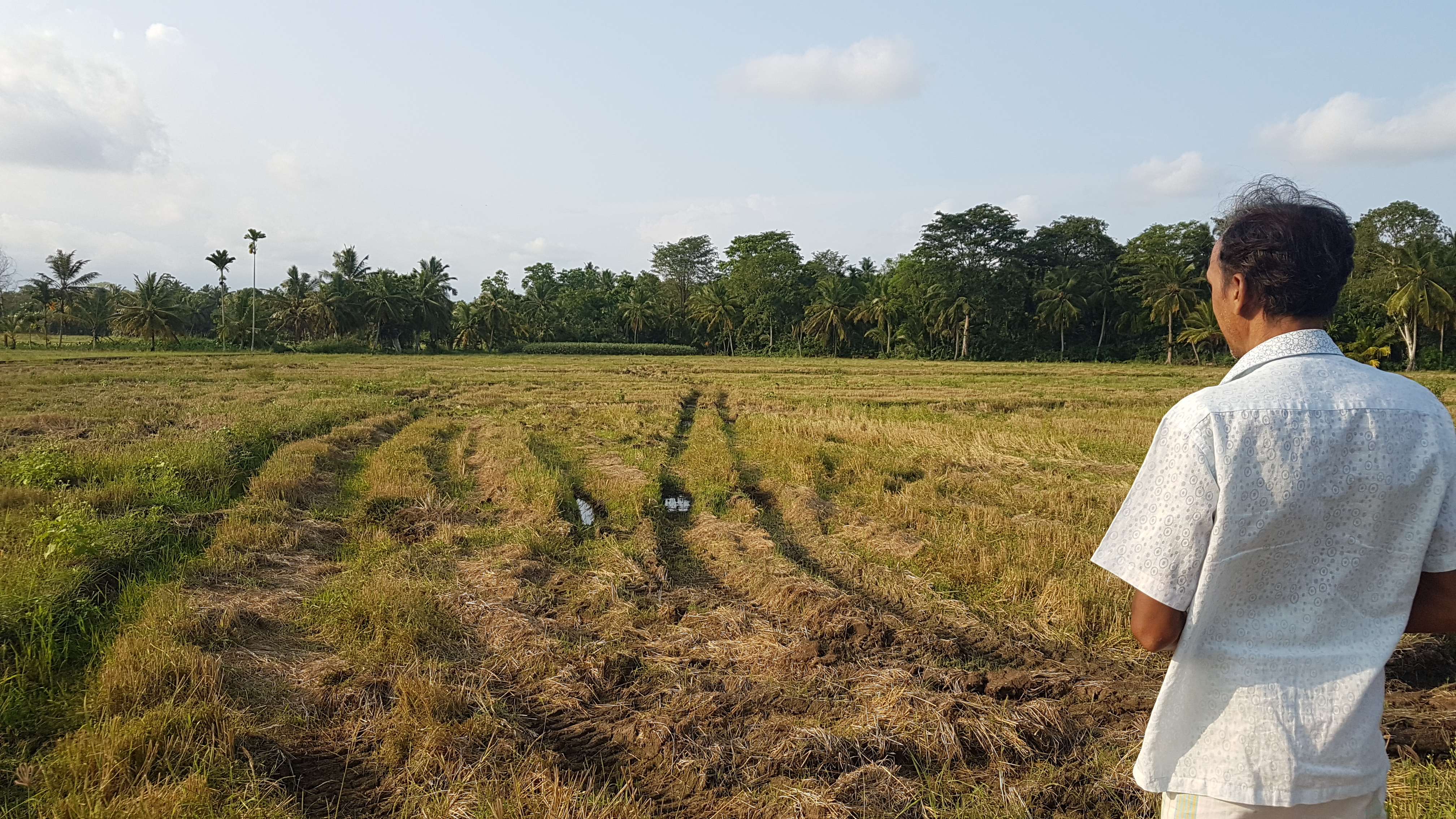 “It has become useless to try and cultivate. We are spending more than ten times the usual amount for next to no yield. Now we will try and grow just enough to eat at home.”