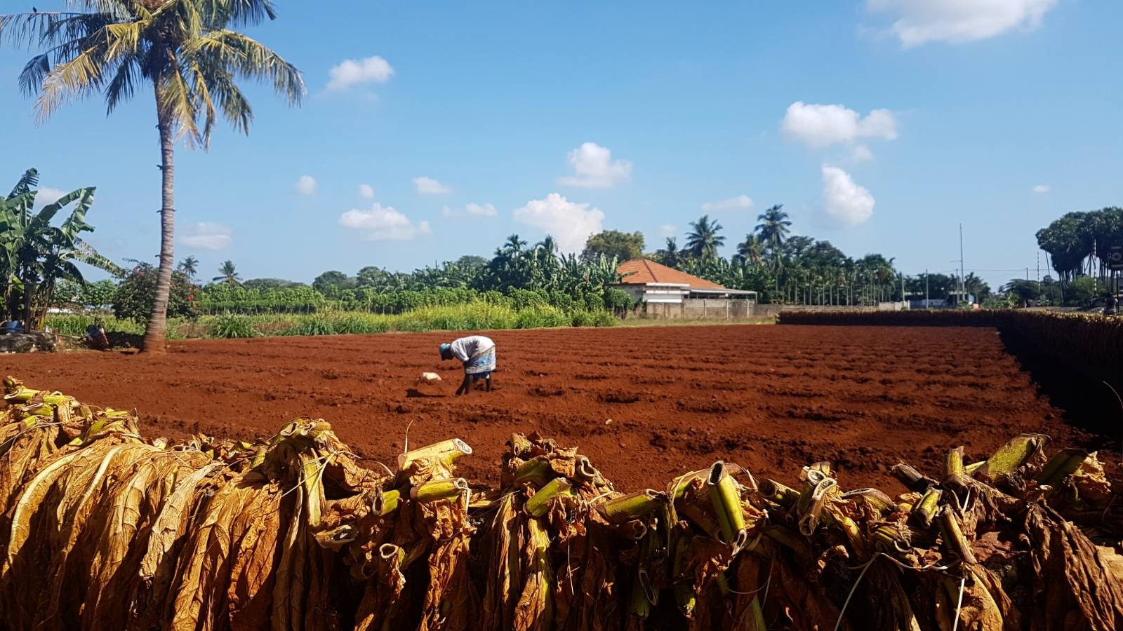 Tobacco leaves are draped to dry on the fence of a vegetable plot. The farmer in the photo is planting a new crop of onions, because he says it is a ‘good time’ to do it, and because they are drawing a good price.