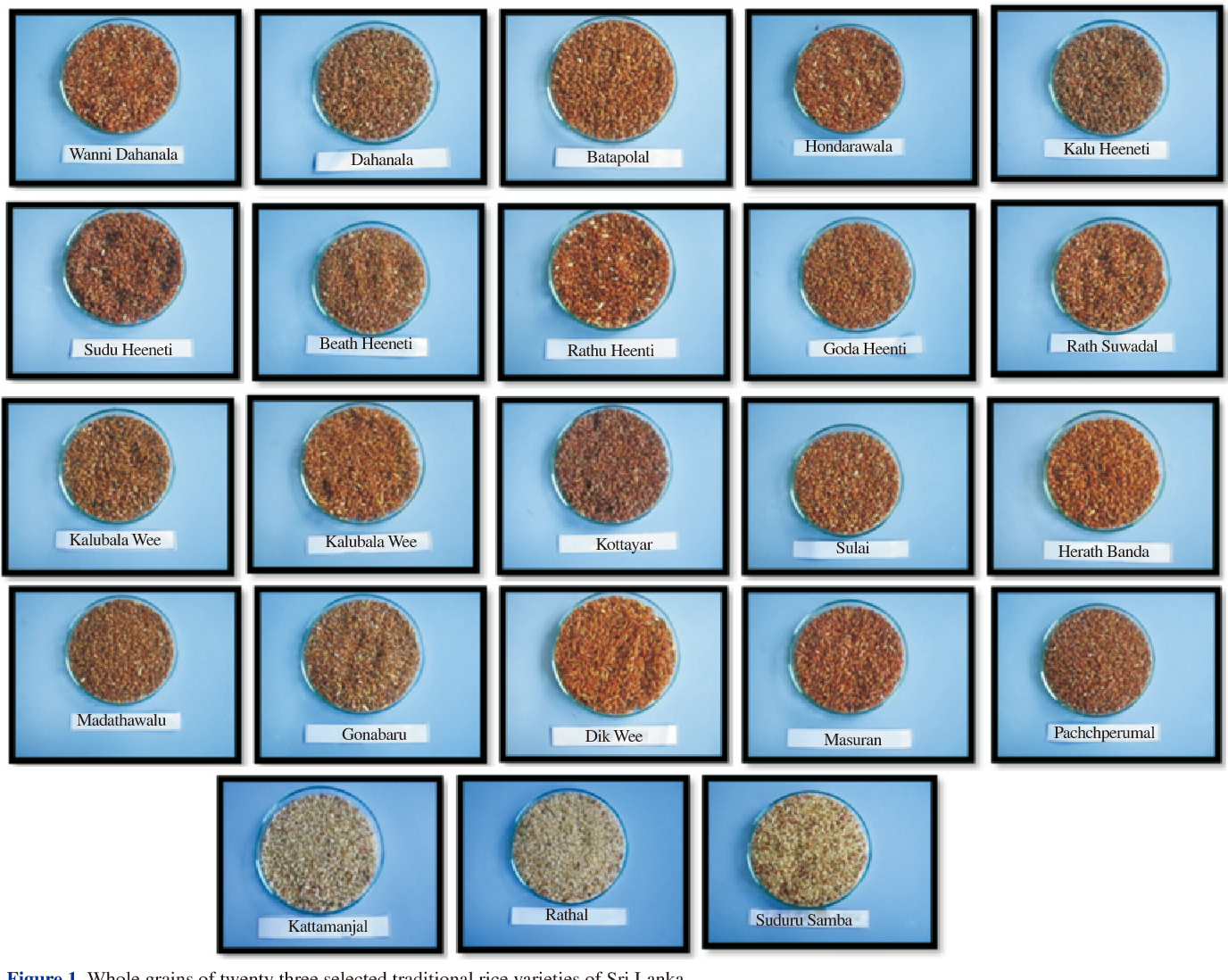 ‘Physicochemical and nutritional properties of twenty three traditional rice (Oryza sativa L.) varieties of Sri Lanka’ හරහා ලබාගත් සම්ප්‍රදායික වී වර්ගවල රූපයක්