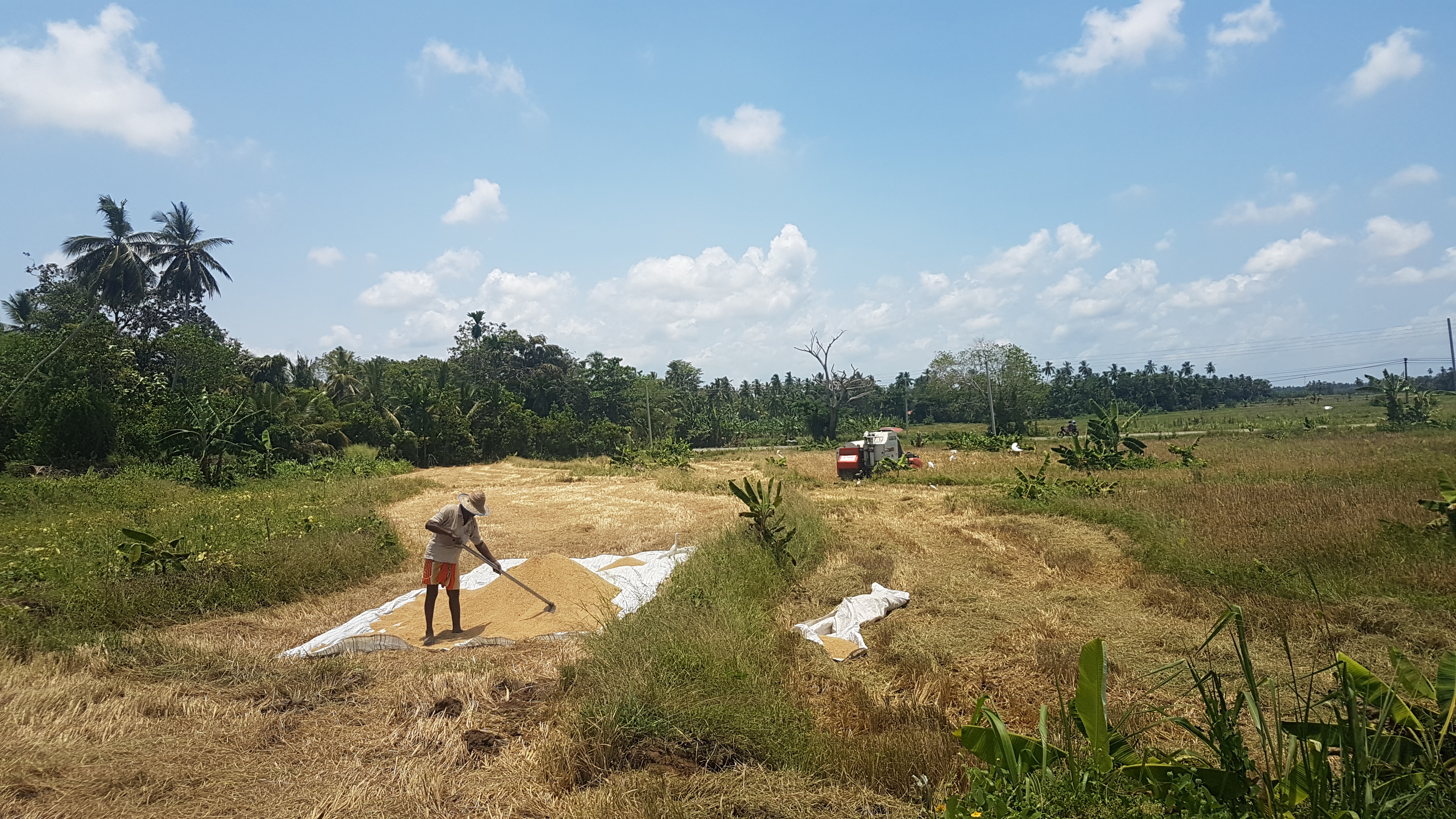 “We managed to get diesel for this harvester just in time. That also, after waiting in queues for days. There is a point which the paddy ripens too much. If we had to wait one more day, we would have crossed that mark - it could not have been harvested or processed for consumption.” - Welangahawela, Hambantota