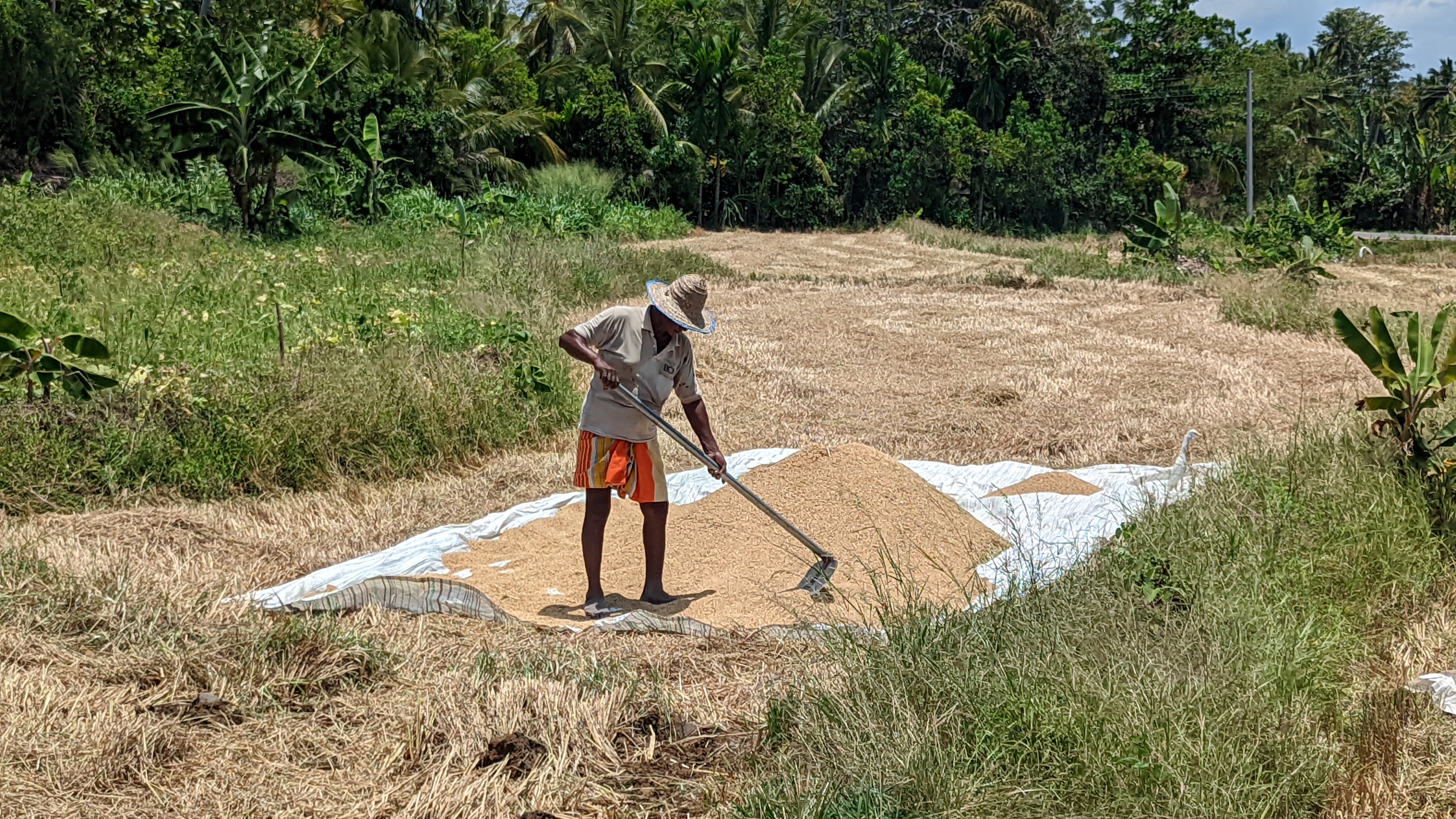 வழமையாக ஏராளமாக கிடைக்கும் அறுவடை போலல்லாது இந்தமுறை கிடைத்த கொஞ்ச நஞ்ச அறுவடையை மாமதலவைச் சேர்ந்த விவசாயி ஒருவர் குவிக்கும் காட்சி