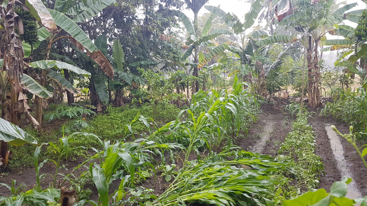 ”We grow different things based on the season, and the rains that fall. There’s no part of the year when we are not growing anything. There’s always something we can pick off the trees and use in a meal at any given time.”