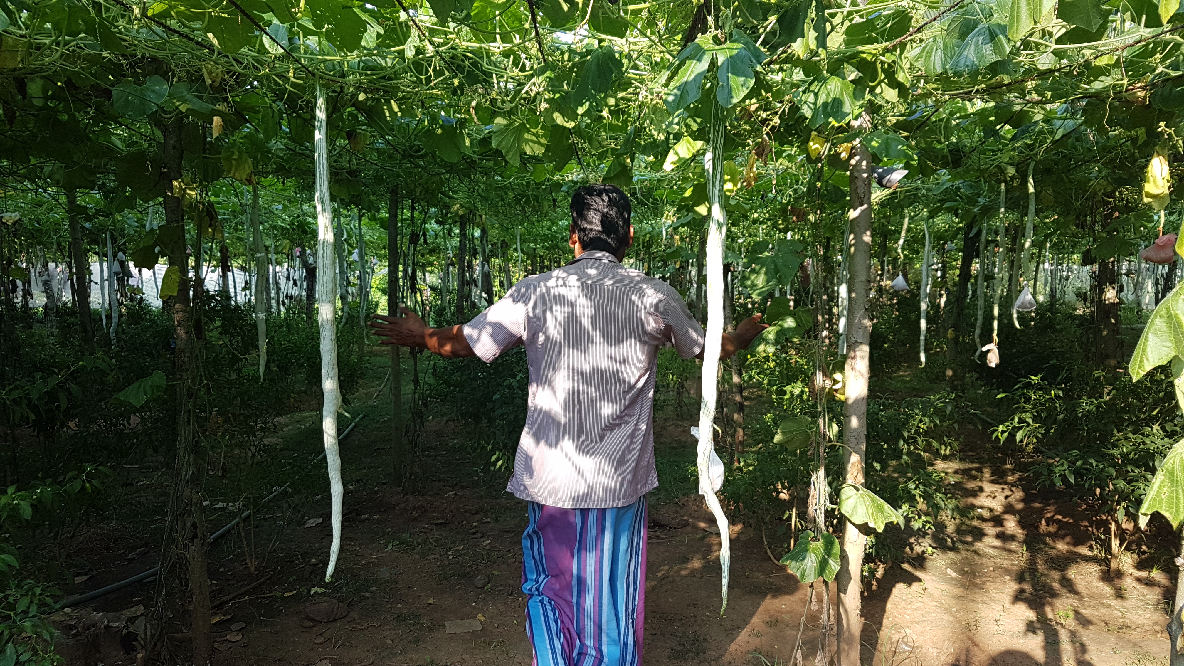 “You usually wouldn’t be able to walk through this patch so easily, the gourds would be so abundant they’d be blocking your way. But the crop dropped this season.”