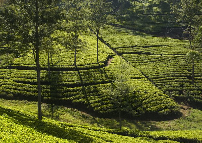 Photo of a tea plantation near Kandy, by Mal B on Flickr. https://www.flickr.com/photos/mal-b/6919097078