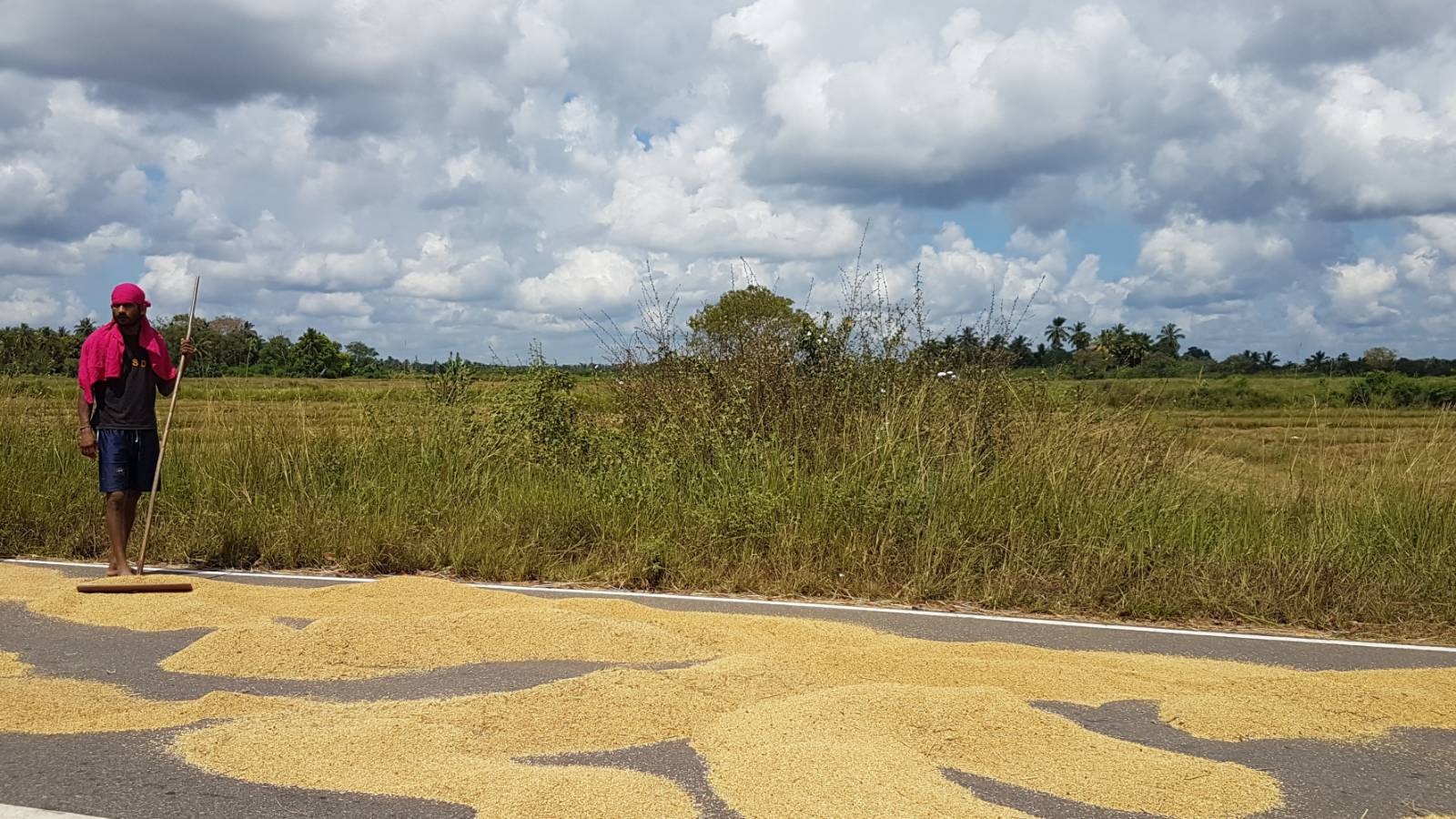 “A slow transition to organic methods might have worked, for all we know. But the overnight change left us marooned - it’s like getting your neck chopped off in one go.” Medirigiriya, Polonnaruwa