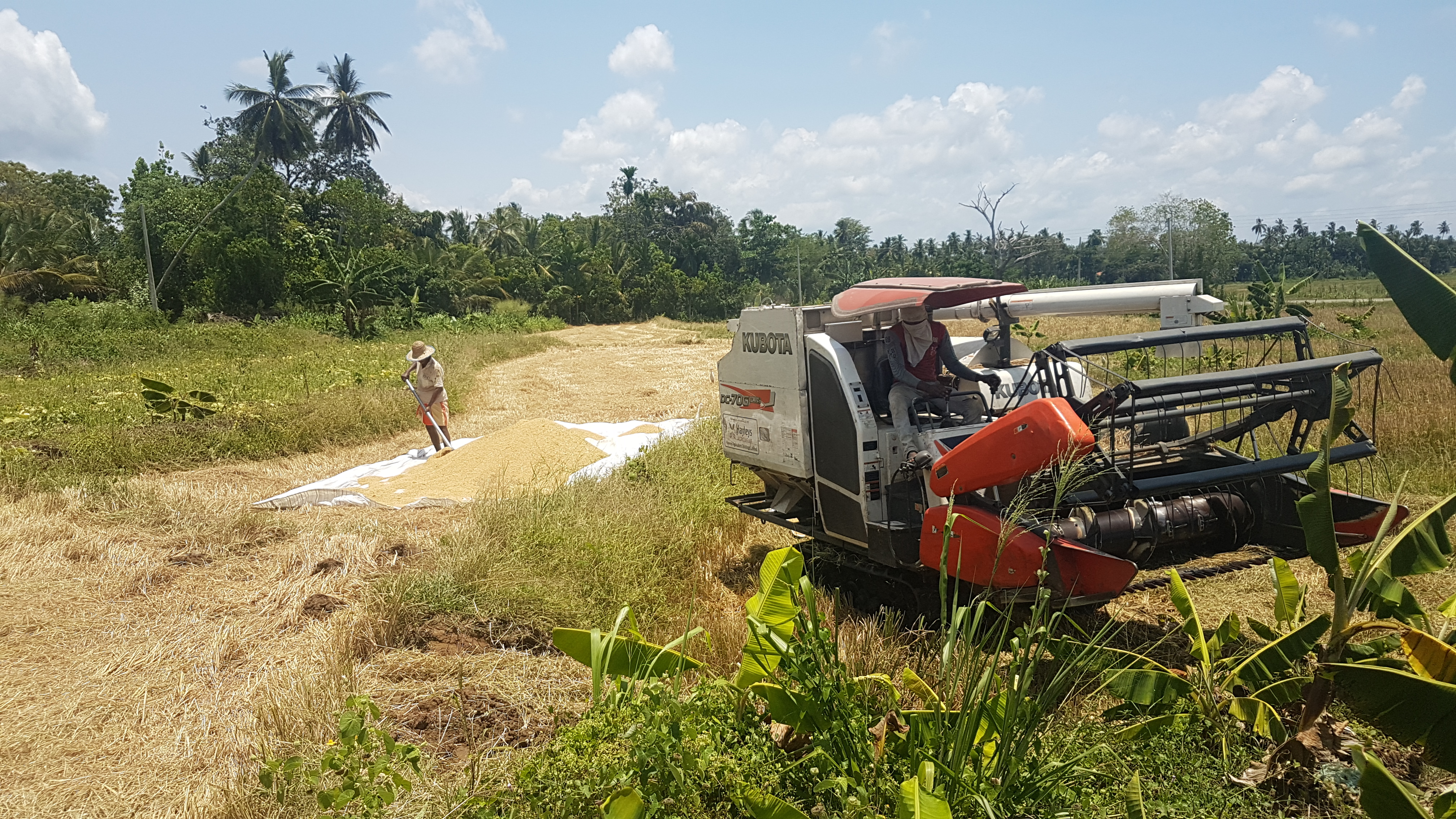 “The paddy in this field is close to over-ripe. A few more days and it won’t be usable. The harvest got delayed because there was no diesel to operate this machine.”