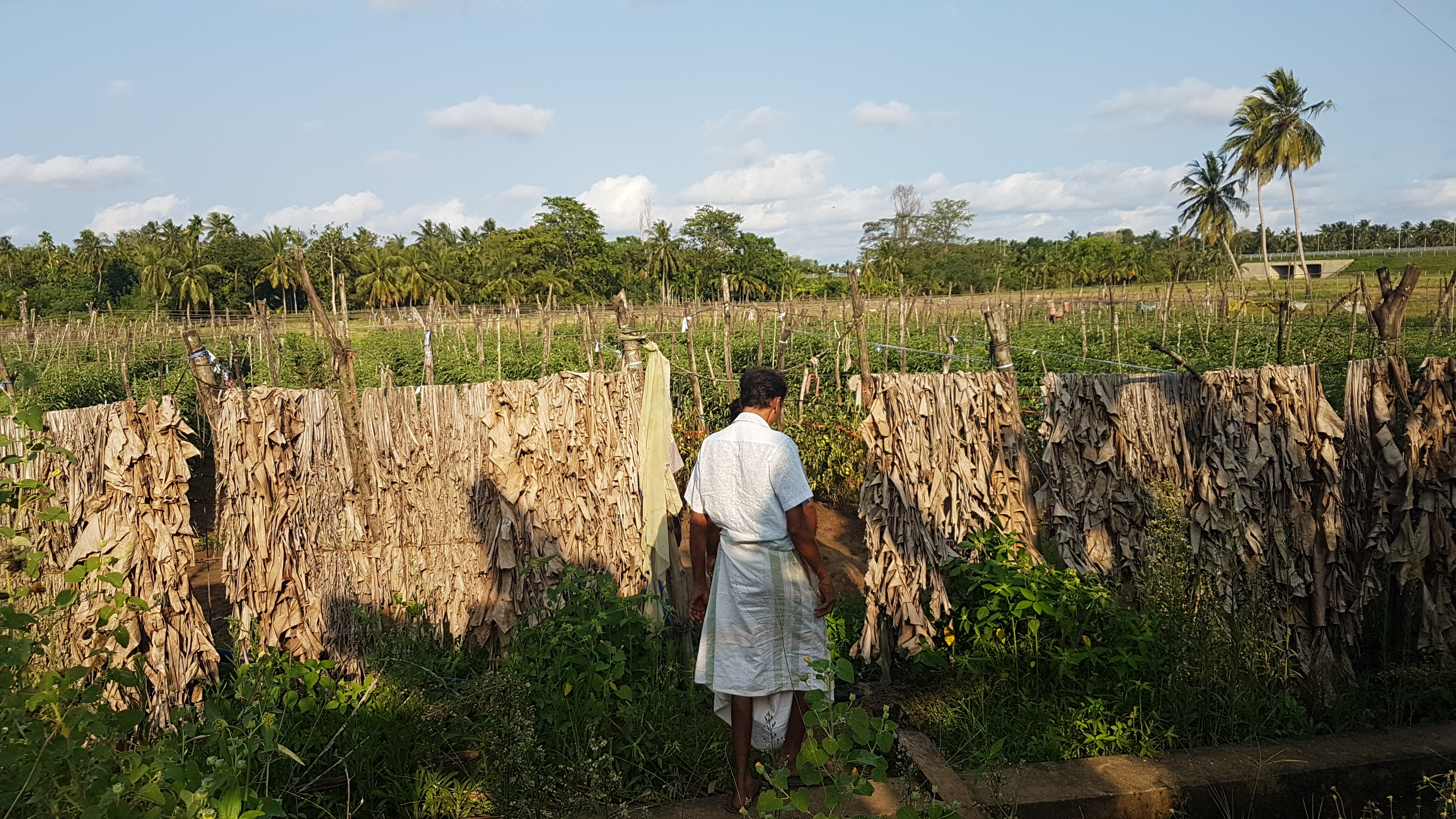 “Hybrid seeds don’t produce well with compost fertilisers. Traditional seeds don’t produce well with chemical fertilisers. “If they had given us the correct seeds to match with the compost, then maybe something would have worked out.” Hambantota