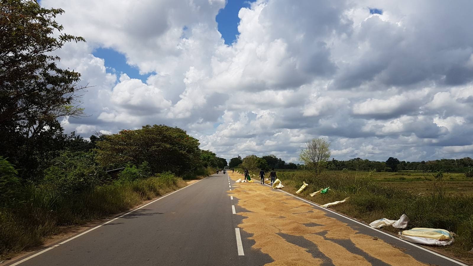 Rice laid out to dry on the long roads between Polonnaruwa and Medirigiriya. The yield has nearly halved in these areas.