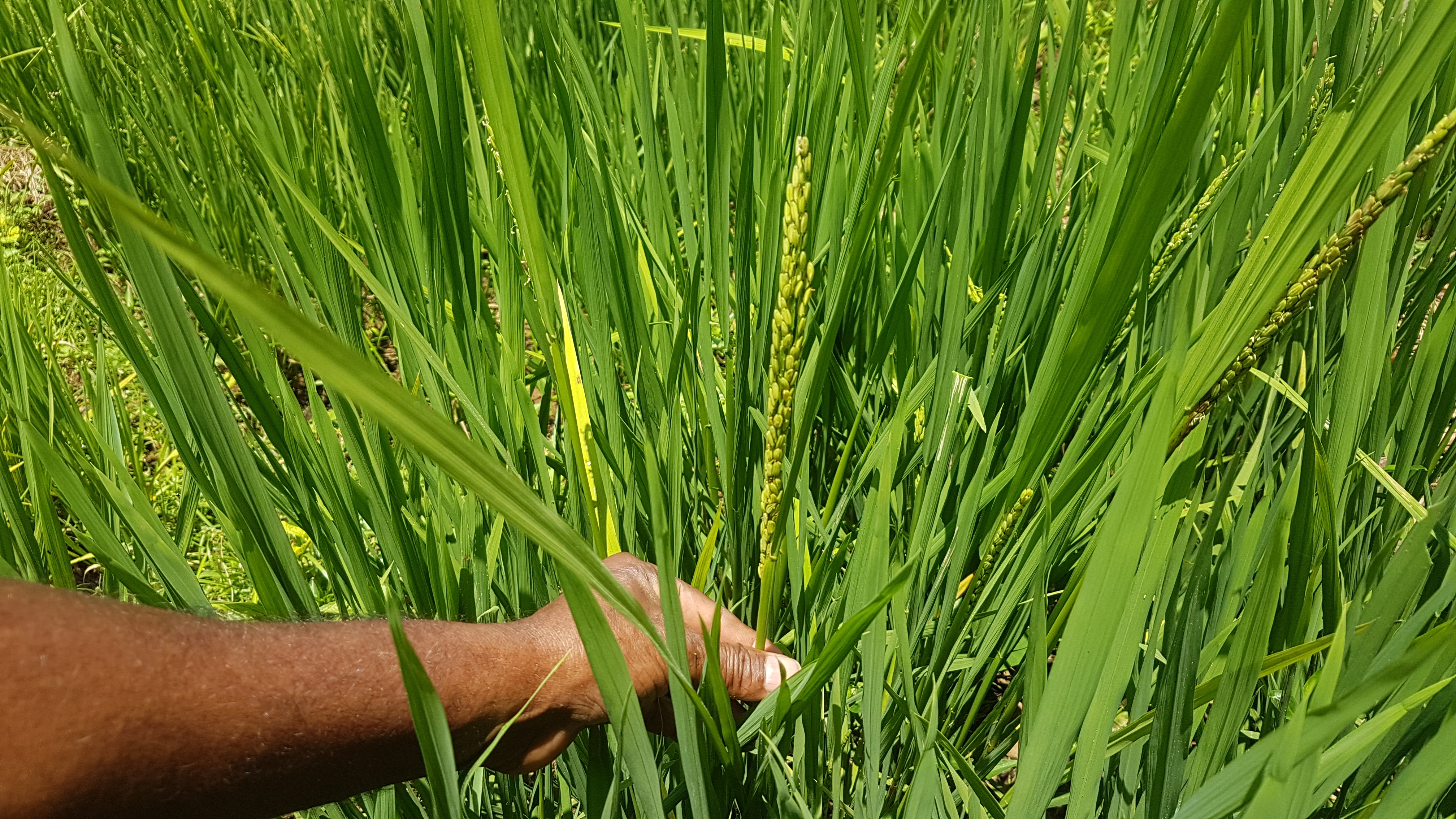 ”For all this green, you can count the amount of grain-bearing stalks on one hand. Also the season has shifted, because we got fertiliser late, that means the paddy is in a stage where, if there is one strong rain, we will lose the crop. And I feel like there is going to be rain in a few days.”