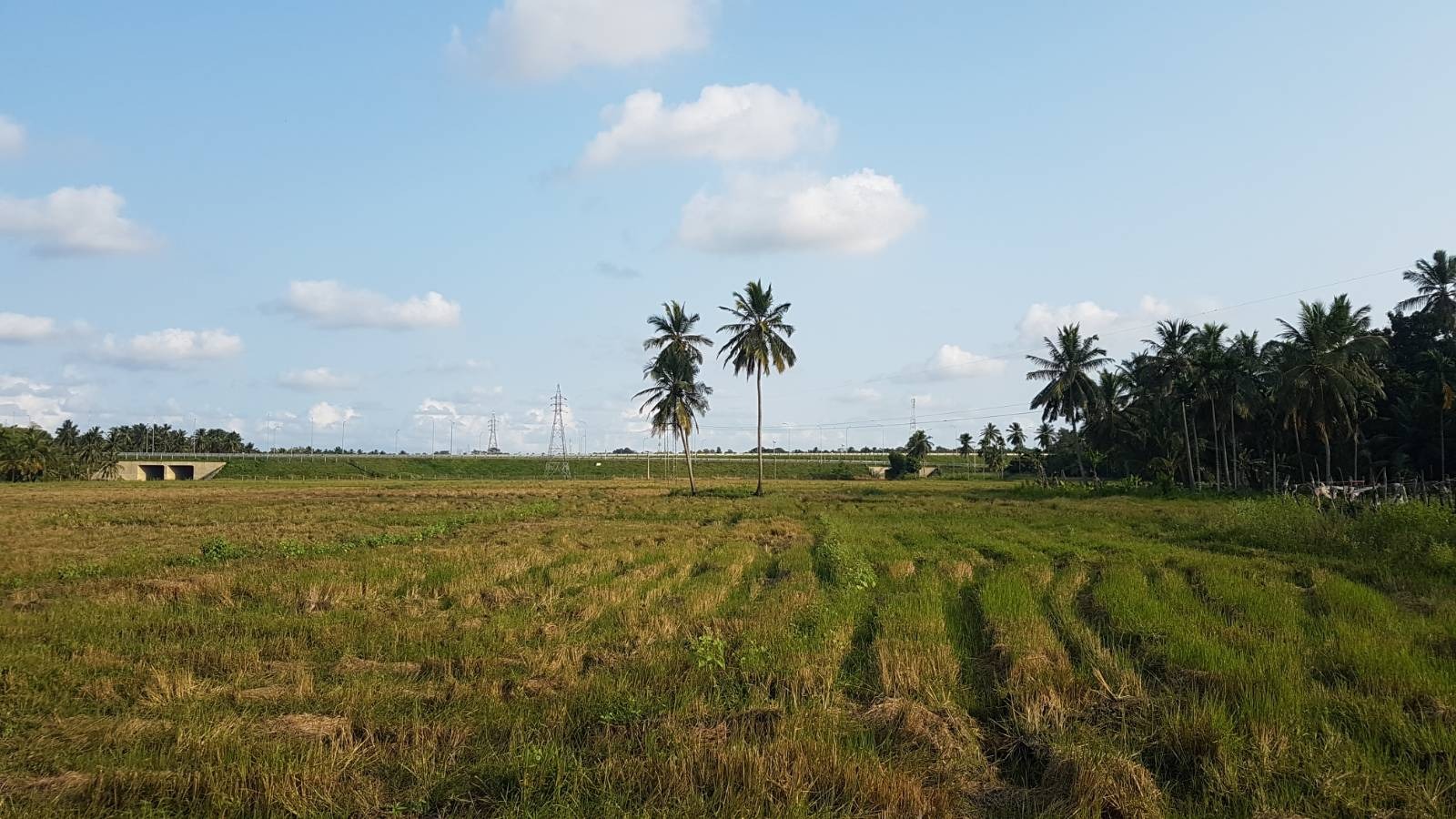 ‘Earlier, you could see from here - where we are standing - straight across to the other end of this huge field. But we’ve lost that whole strip of cultivation with the highway coming in.’