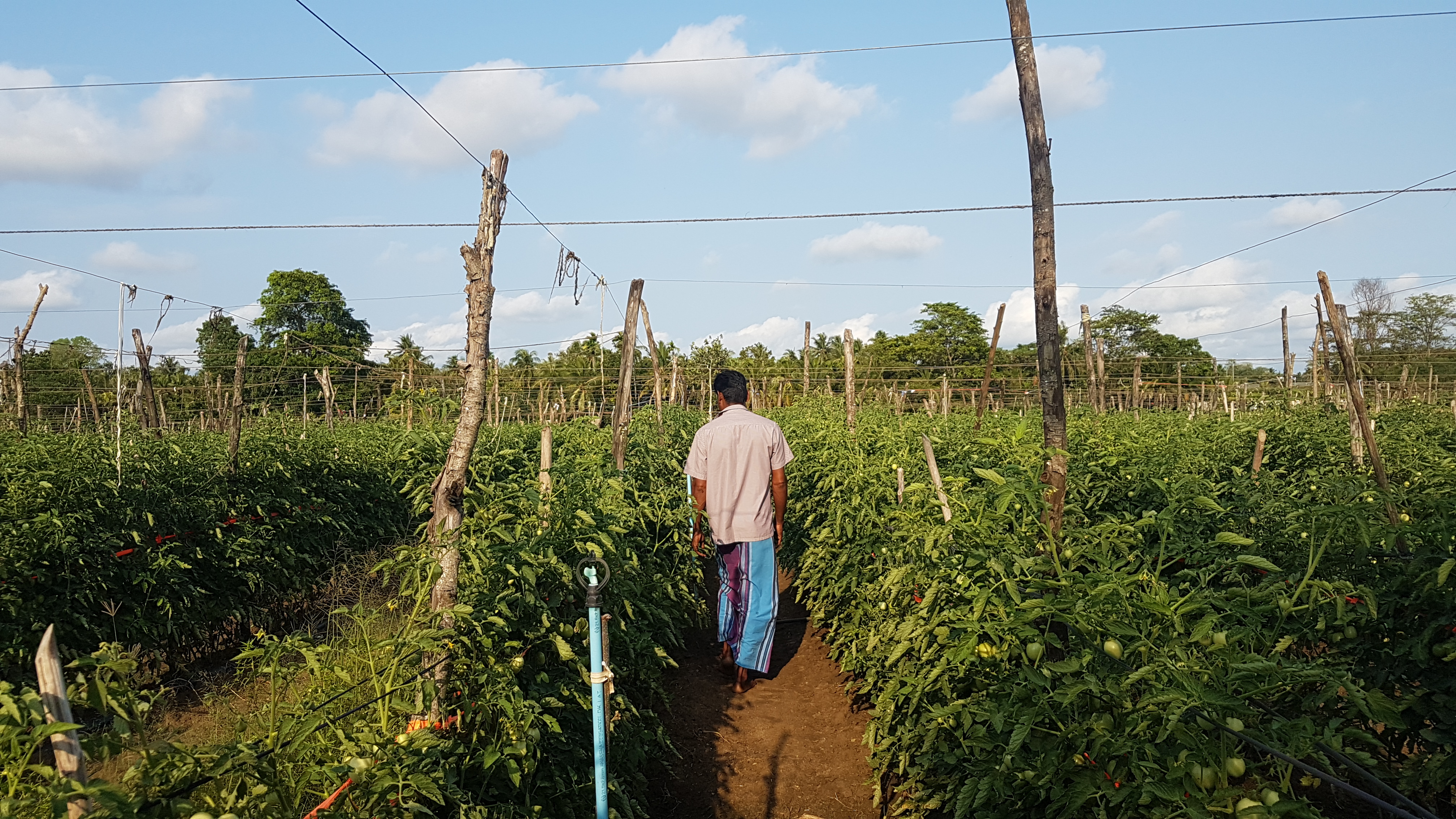 “If we use the high-yield seeds without fertiliser, they don’t work. See, the crop shrivels and you can’t use it.”