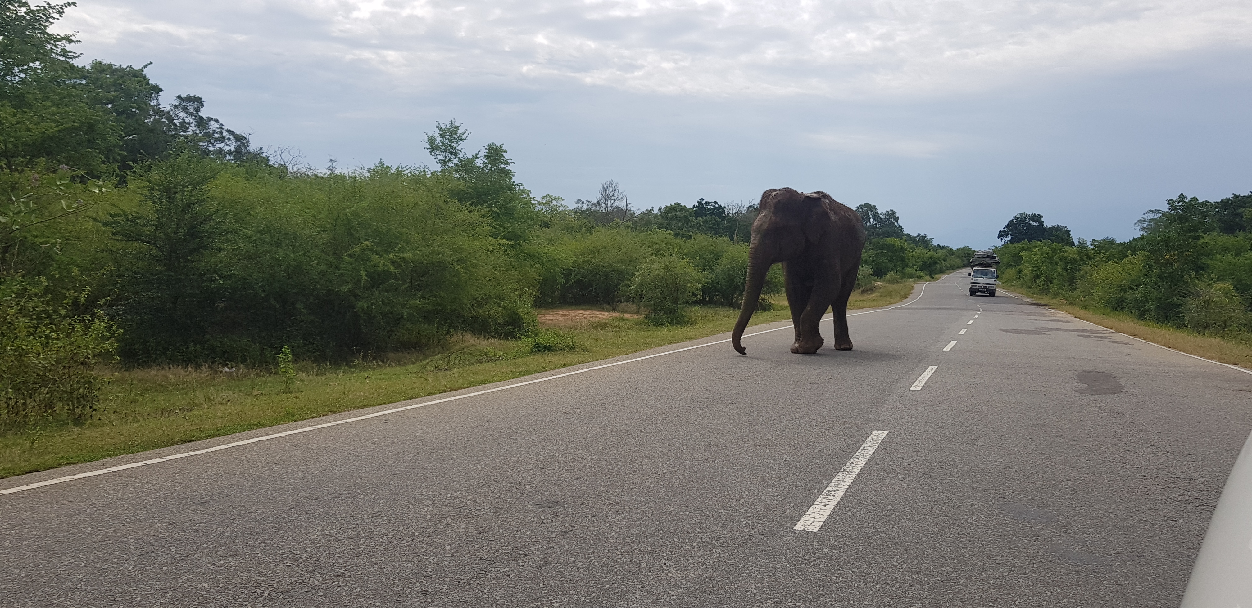 A giant takes a stroll down the main road dividing the Yala and Lunugamvehera National Parks - July 2020. Image credit: Nadim Majeed.
